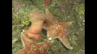 underwater sex cartoons